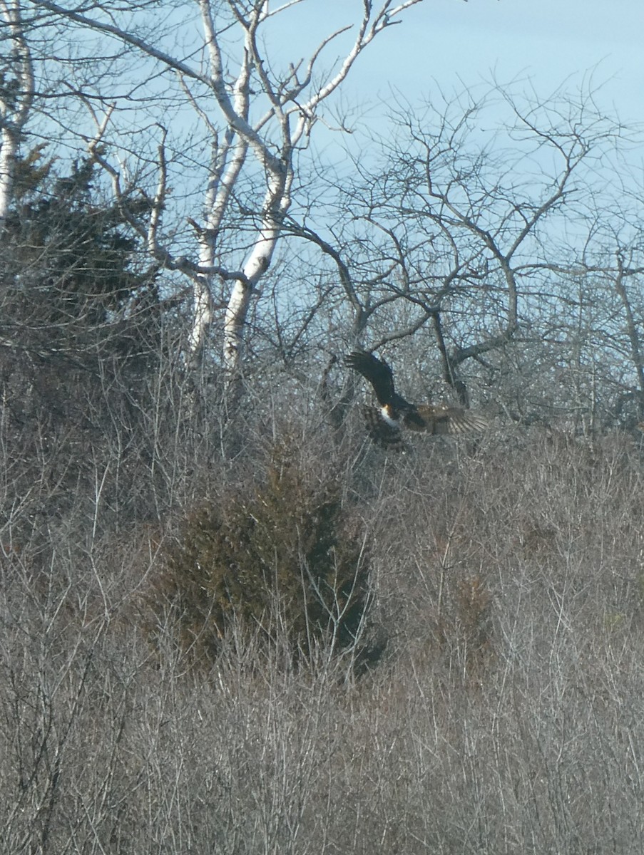 Northern Harrier - ML646819296