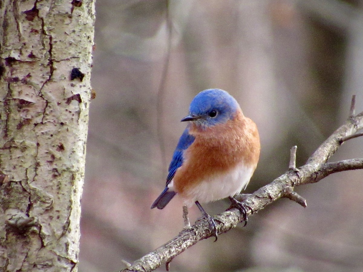 Eastern Bluebird - ML646819298