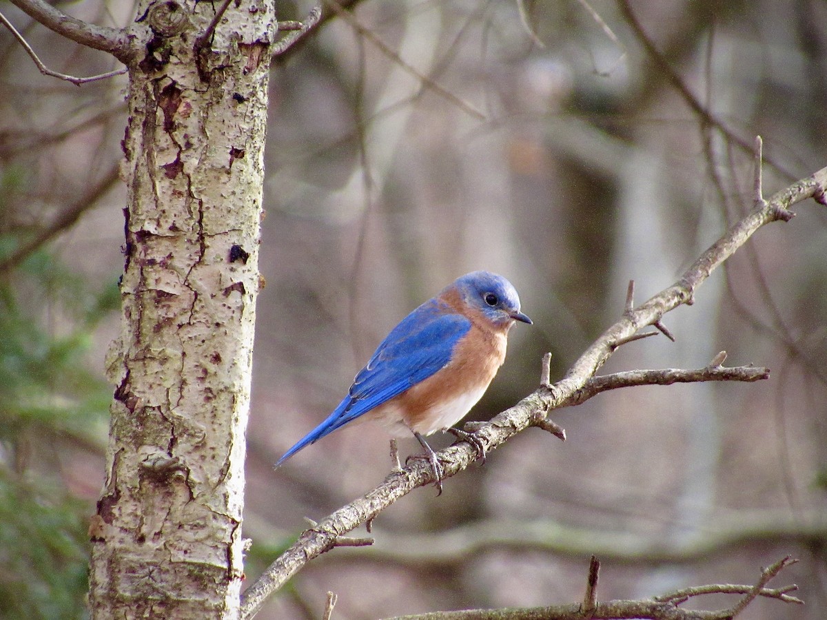 Eastern Bluebird - ML646819299