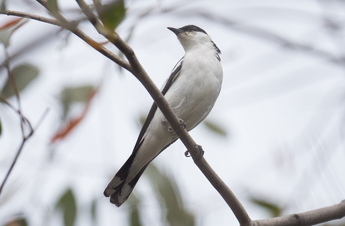 White-winged Triller - ML646819300