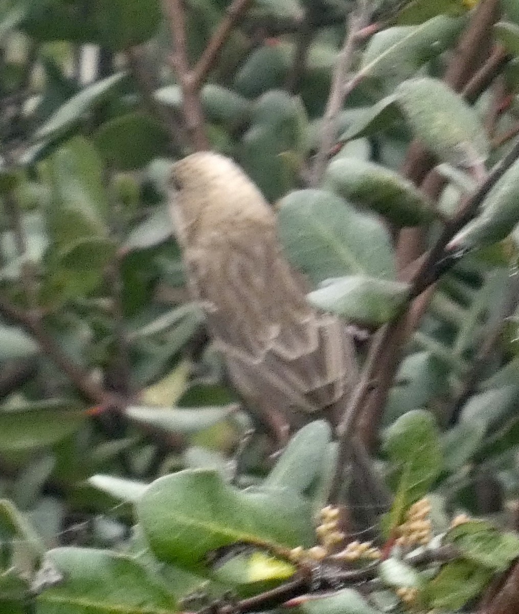 House Finch - ML646819301