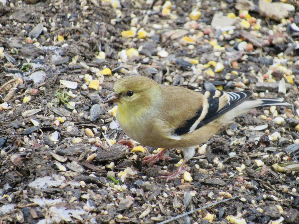 American Goldfinch - ML646819302
