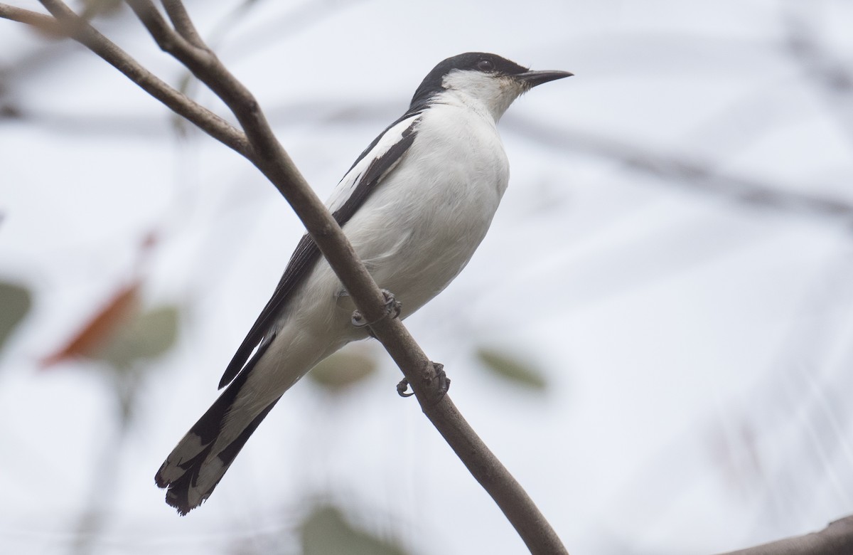 White-winged Triller - ML646819304