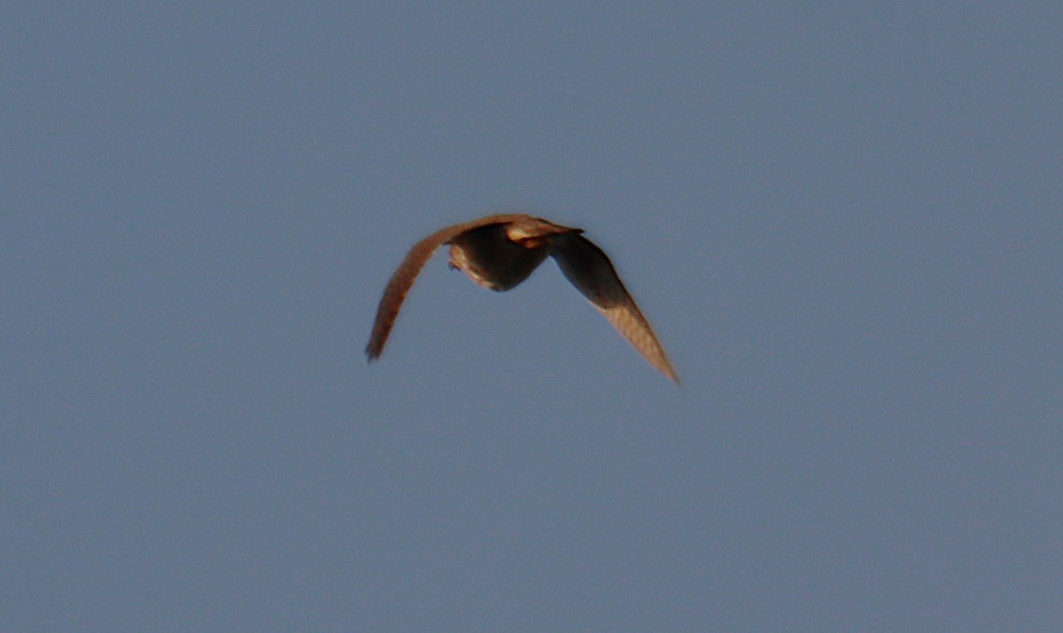 Faucon émerillon - ML646819305