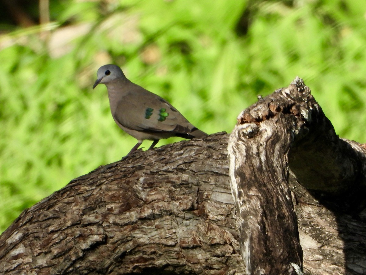 Горлиця сомалійська - ML646819307