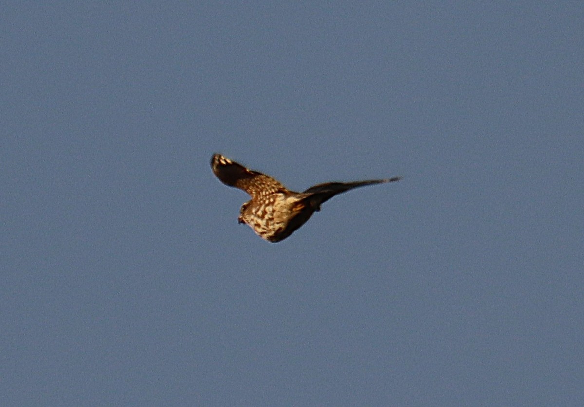 Faucon émerillon - ML646819308