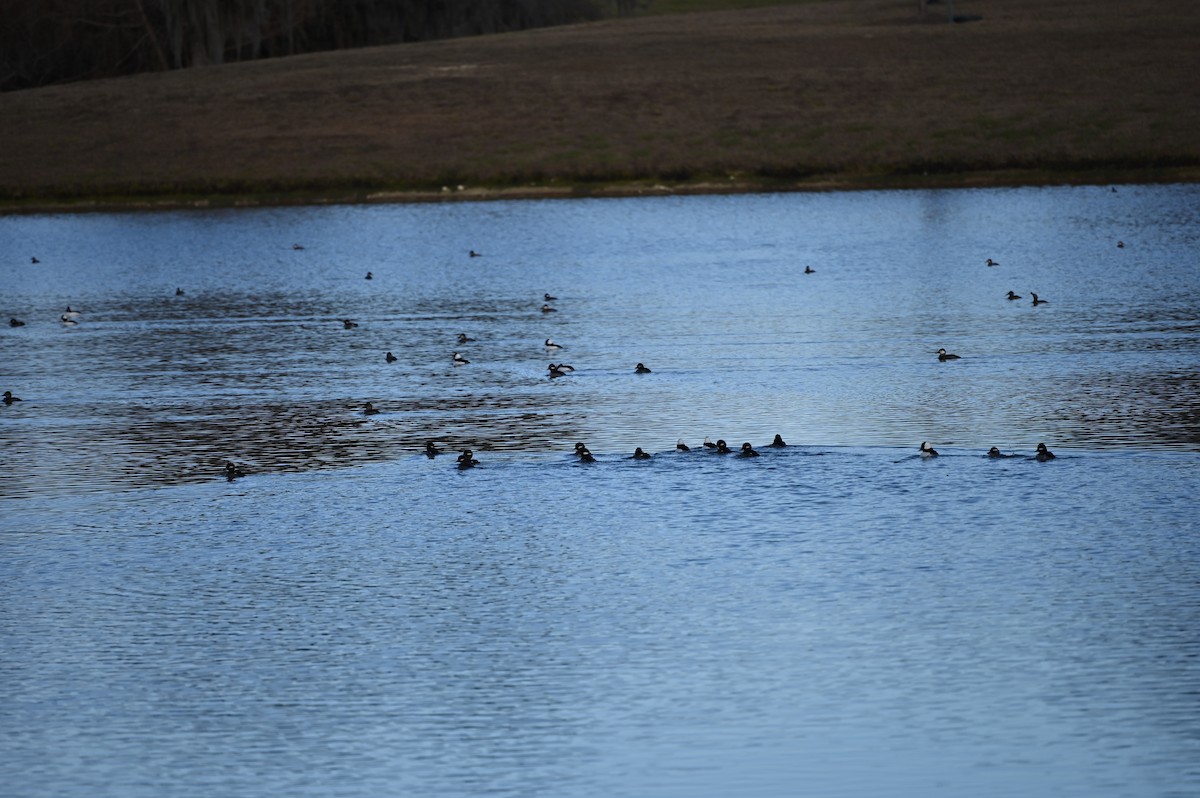 hohol bělavý - ML646819310