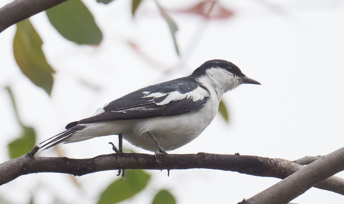 White-winged Triller - ML646819311