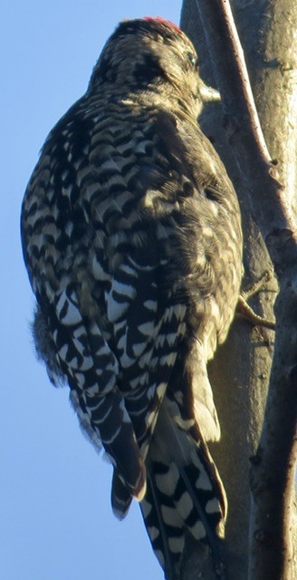 datel rudohrdlý - ML646819312