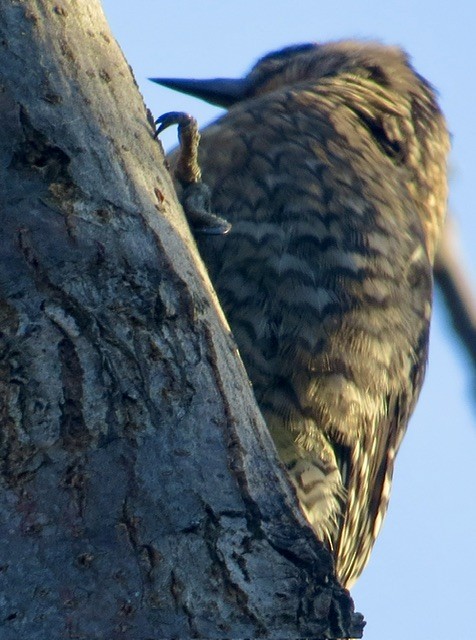 datel rudohrdlý - ML646819313