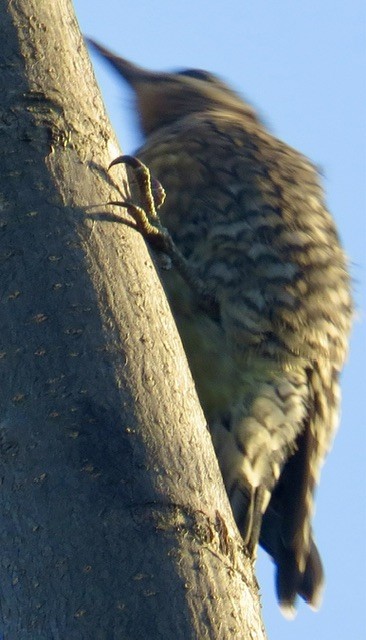 datel rudohrdlý - ML646819314