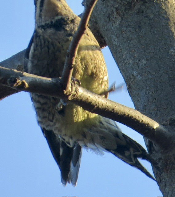 datel rudohrdlý - ML646819315