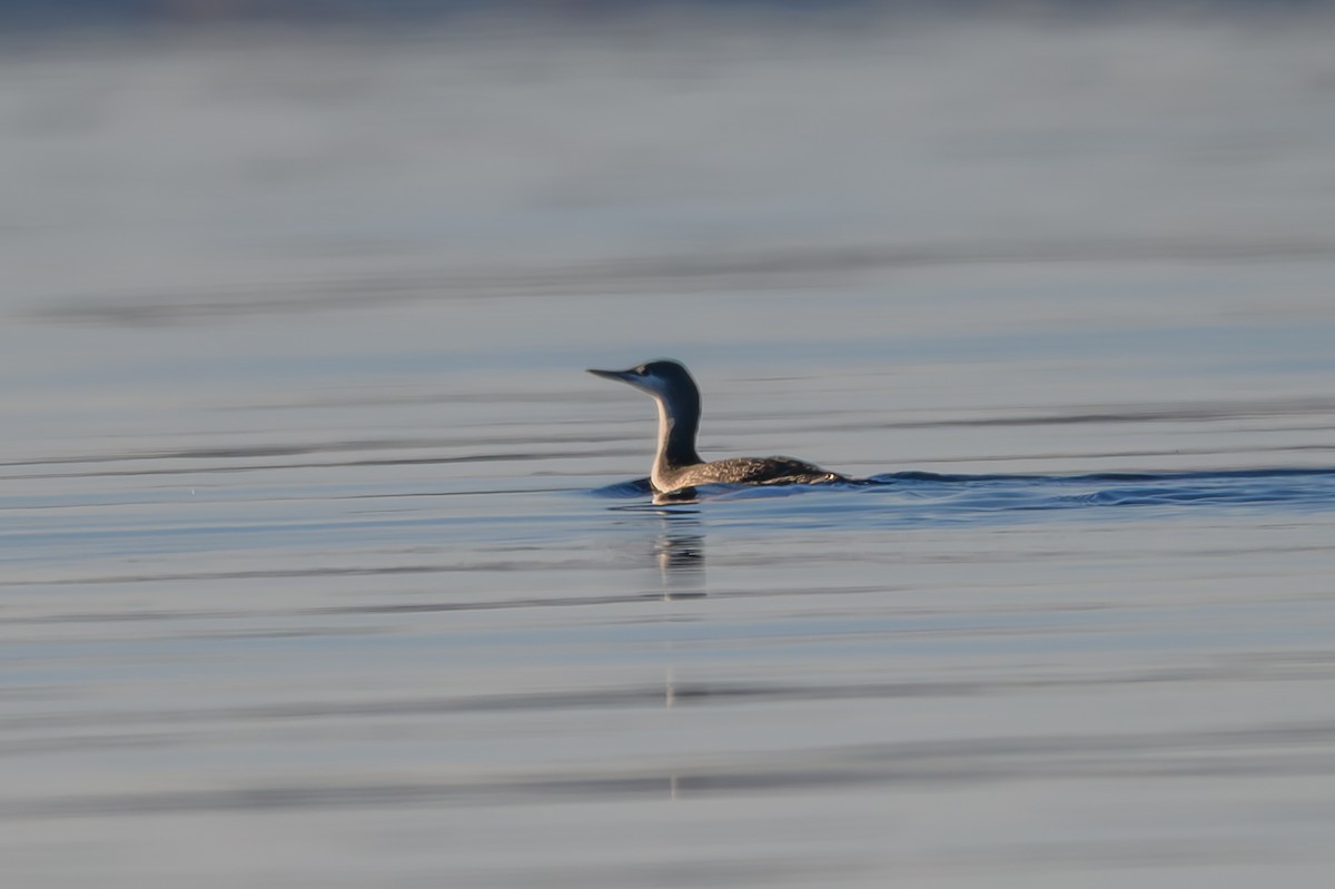 紅喉潛鳥 - ML646819330