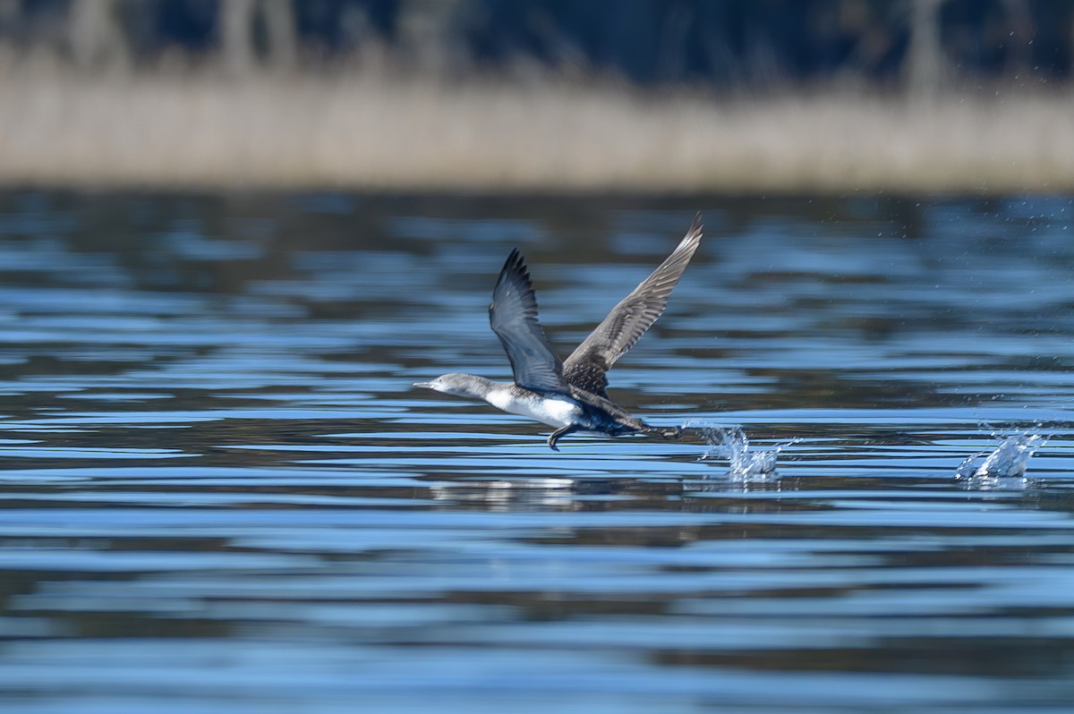 紅喉潛鳥 - ML646819331