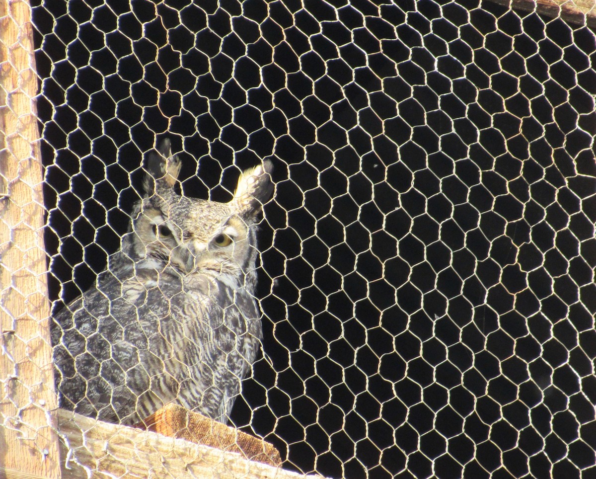 Great Horned Owl - ML646819332