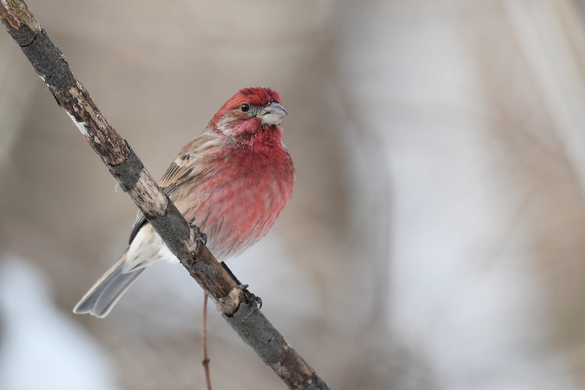 Hausgimpel - ML646819335