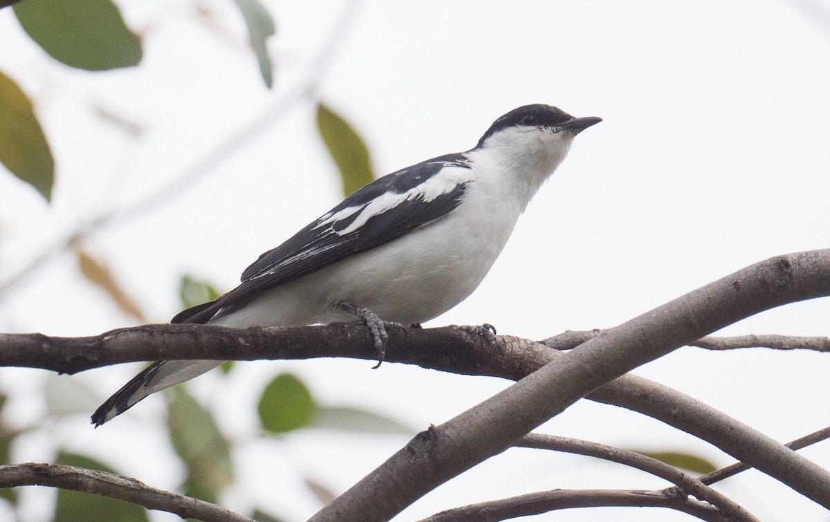 White-winged Triller - ML646819339