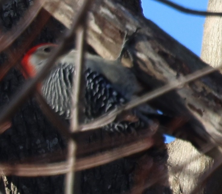 Гіла каролінська - ML646819340