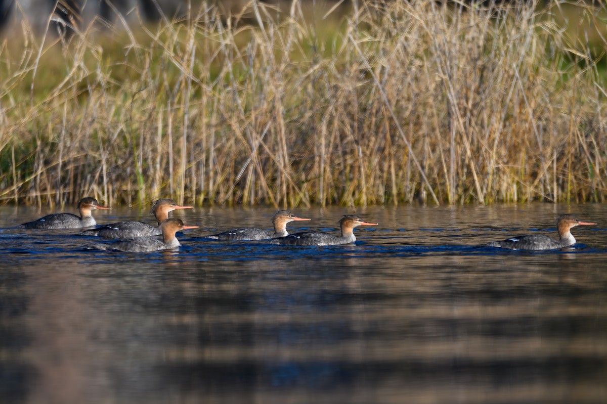 מרגון בינוני - ML646819341