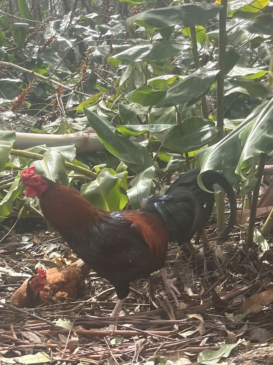 Тэжээмэл тахиа - ML646819342