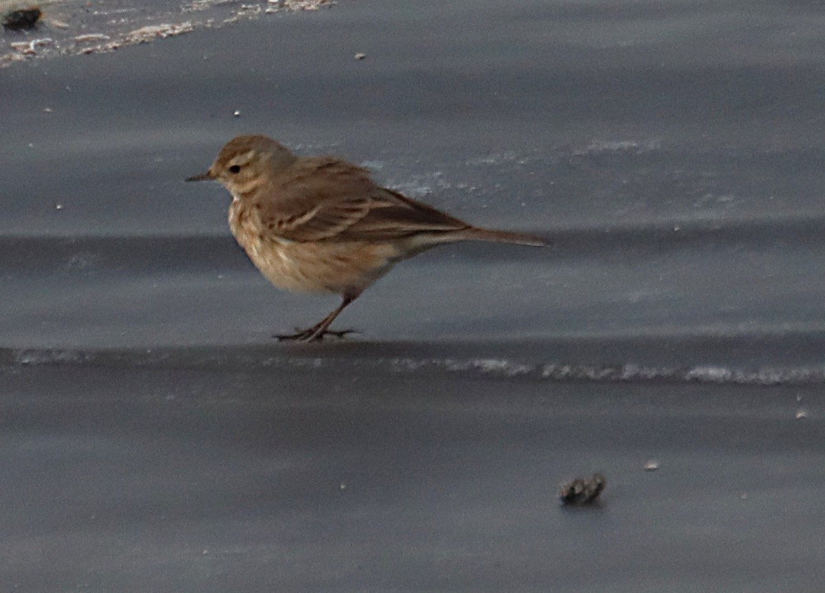 Pipit d'Amérique - ML646819343
