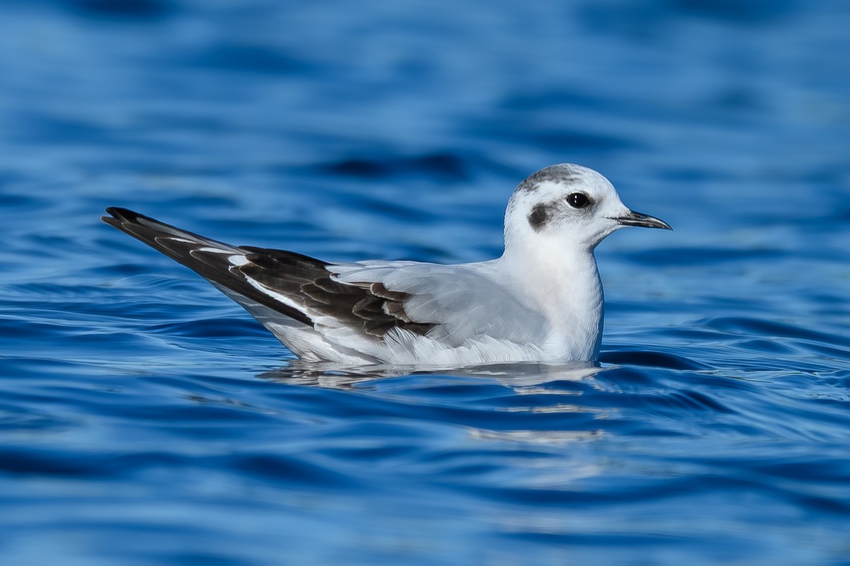 שחף גמדי - ML646819344