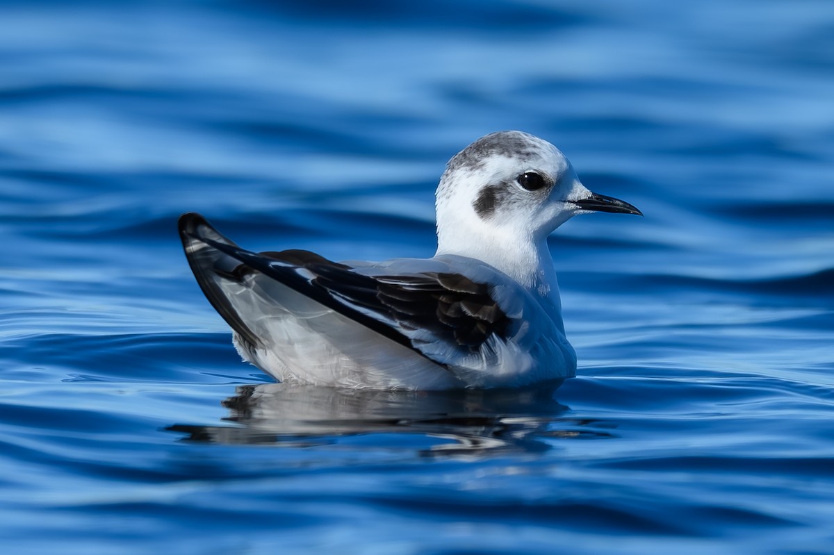 שחף גמדי - ML646819345