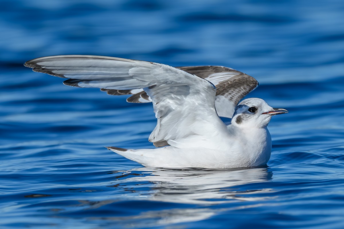 שחף גמדי - ML646819346