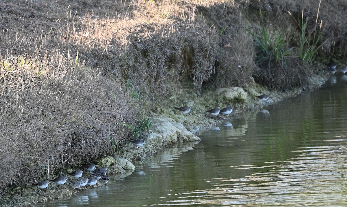 jespák drobný - ML646819347