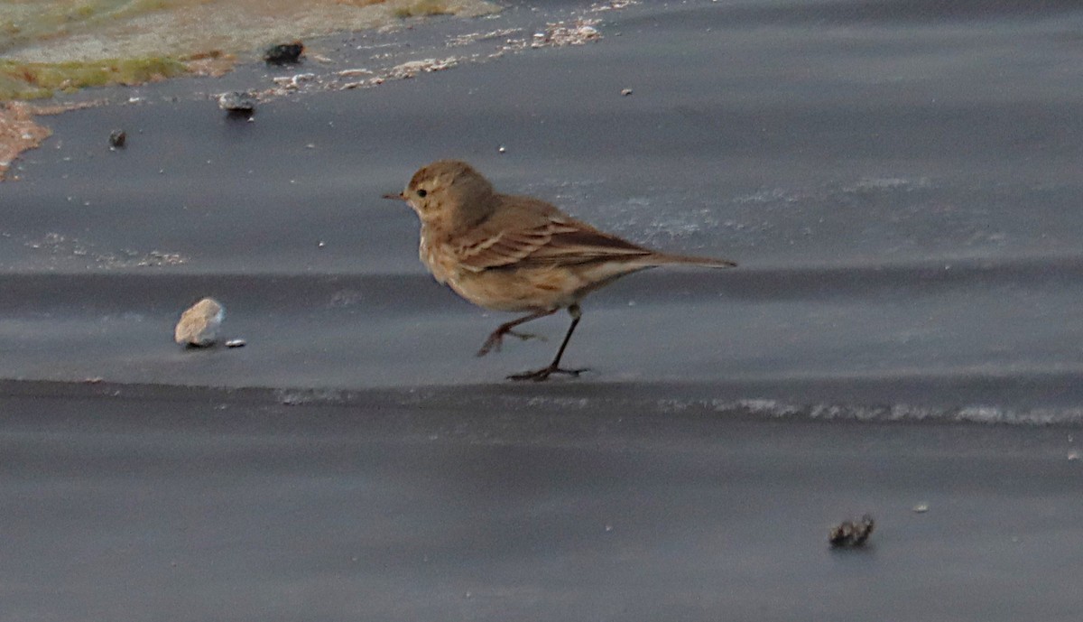 Pipit d'Amérique - ML646819352