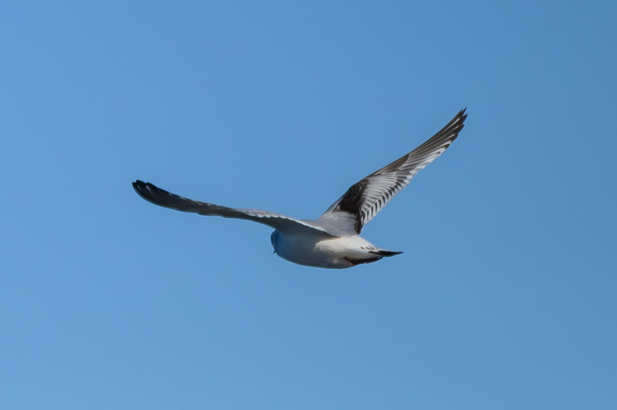 שחף גמדי - ML646819354