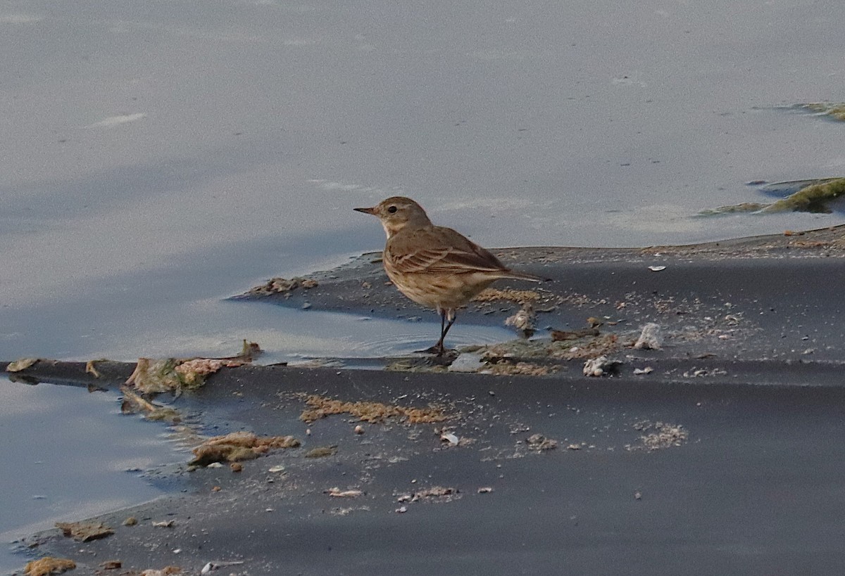 Pipit d'Amérique - ML646819355