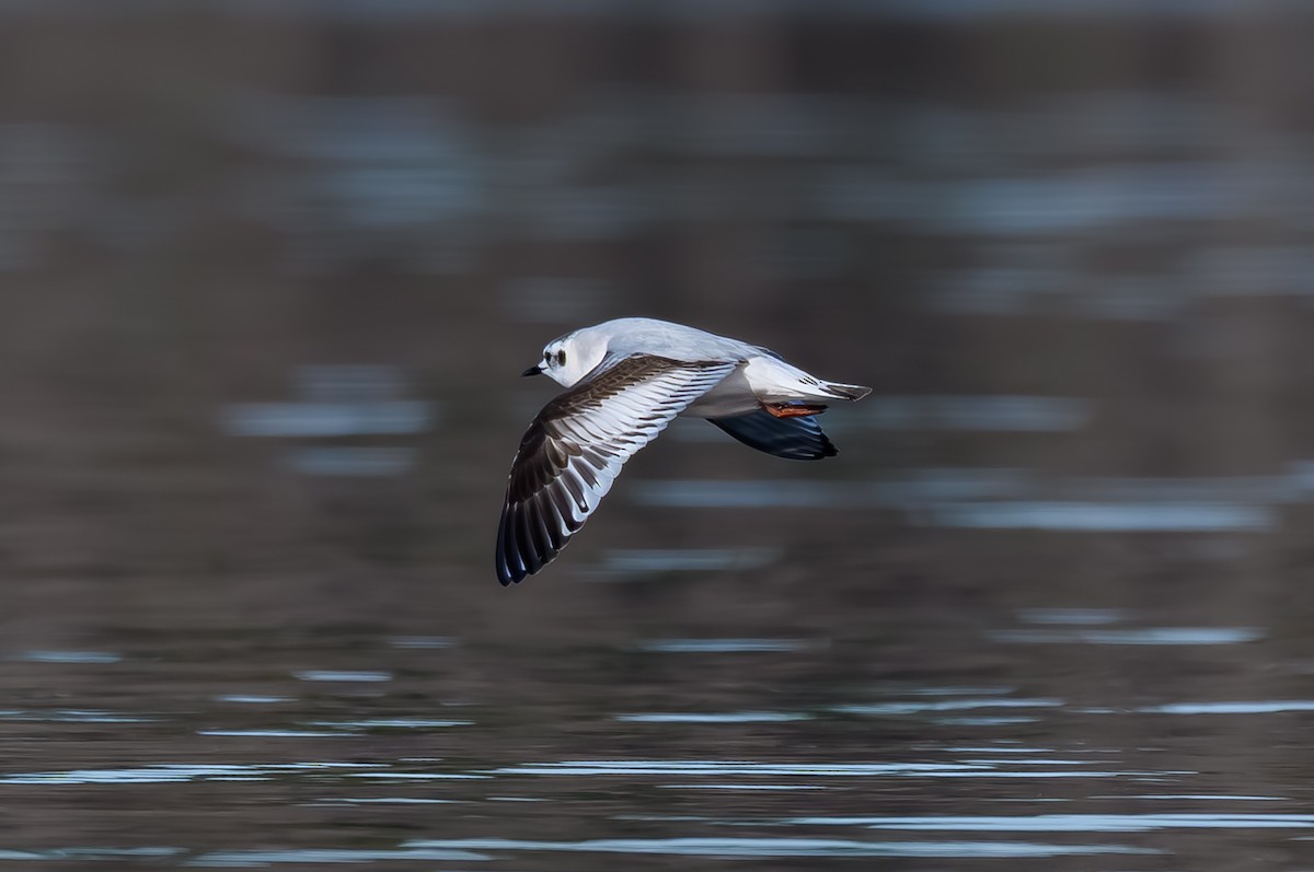 שחף גמדי - ML646819356