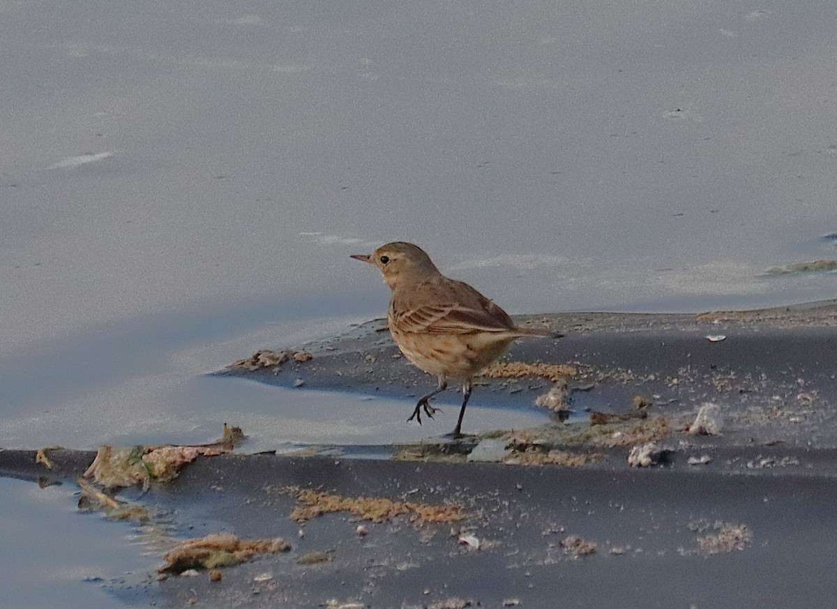 Pipit d'Amérique - ML646819358