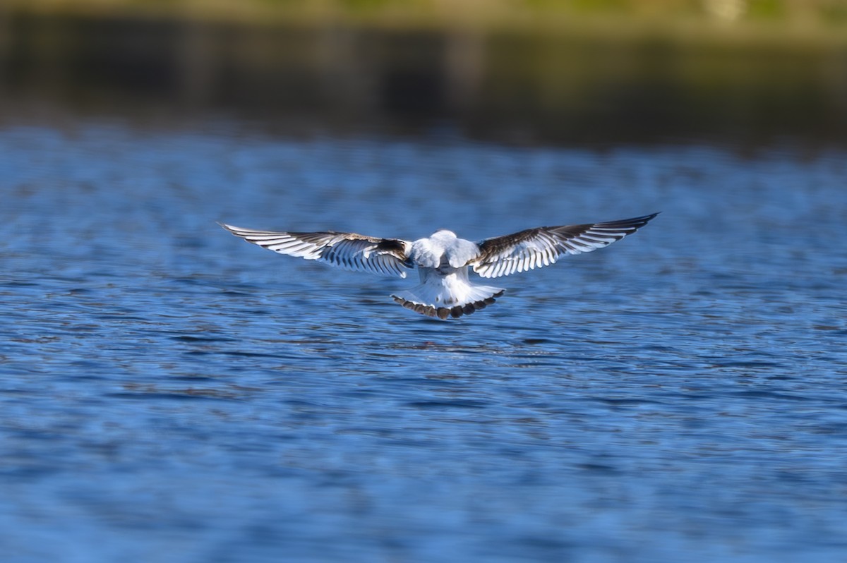 שחף גמדי - ML646819361