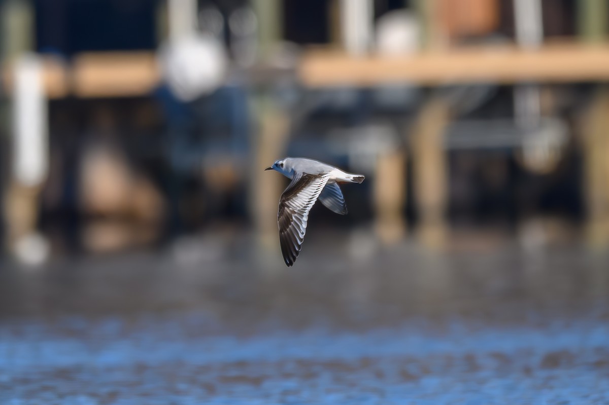 שחף גמדי - ML646819362