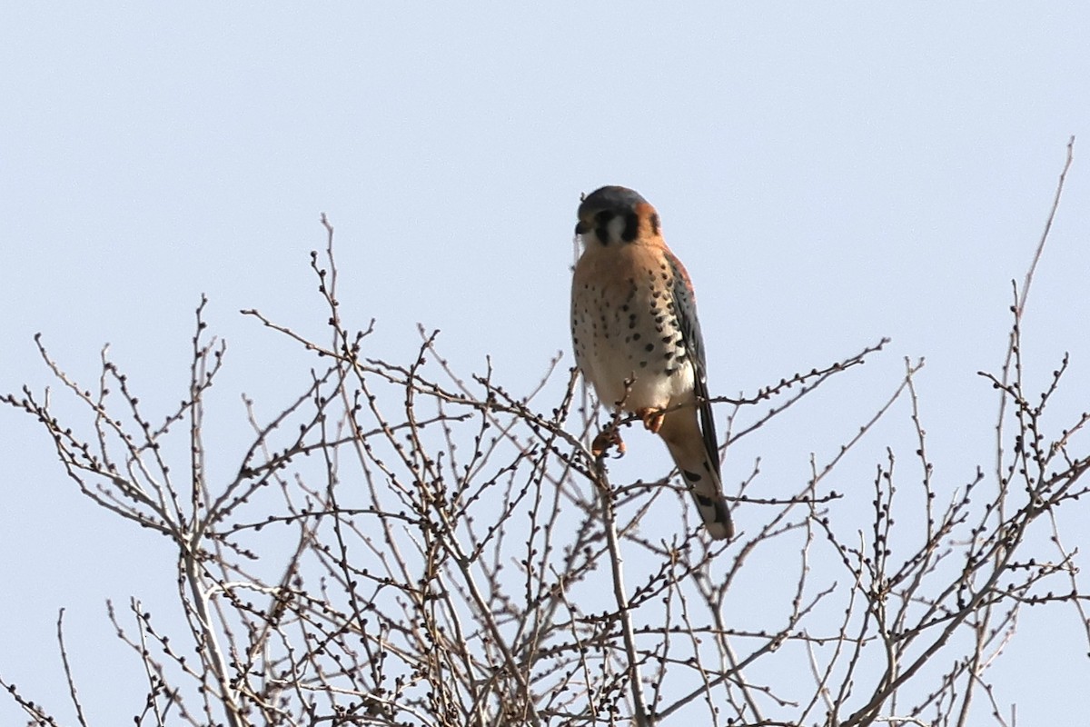 American Kestrel - ML646819365