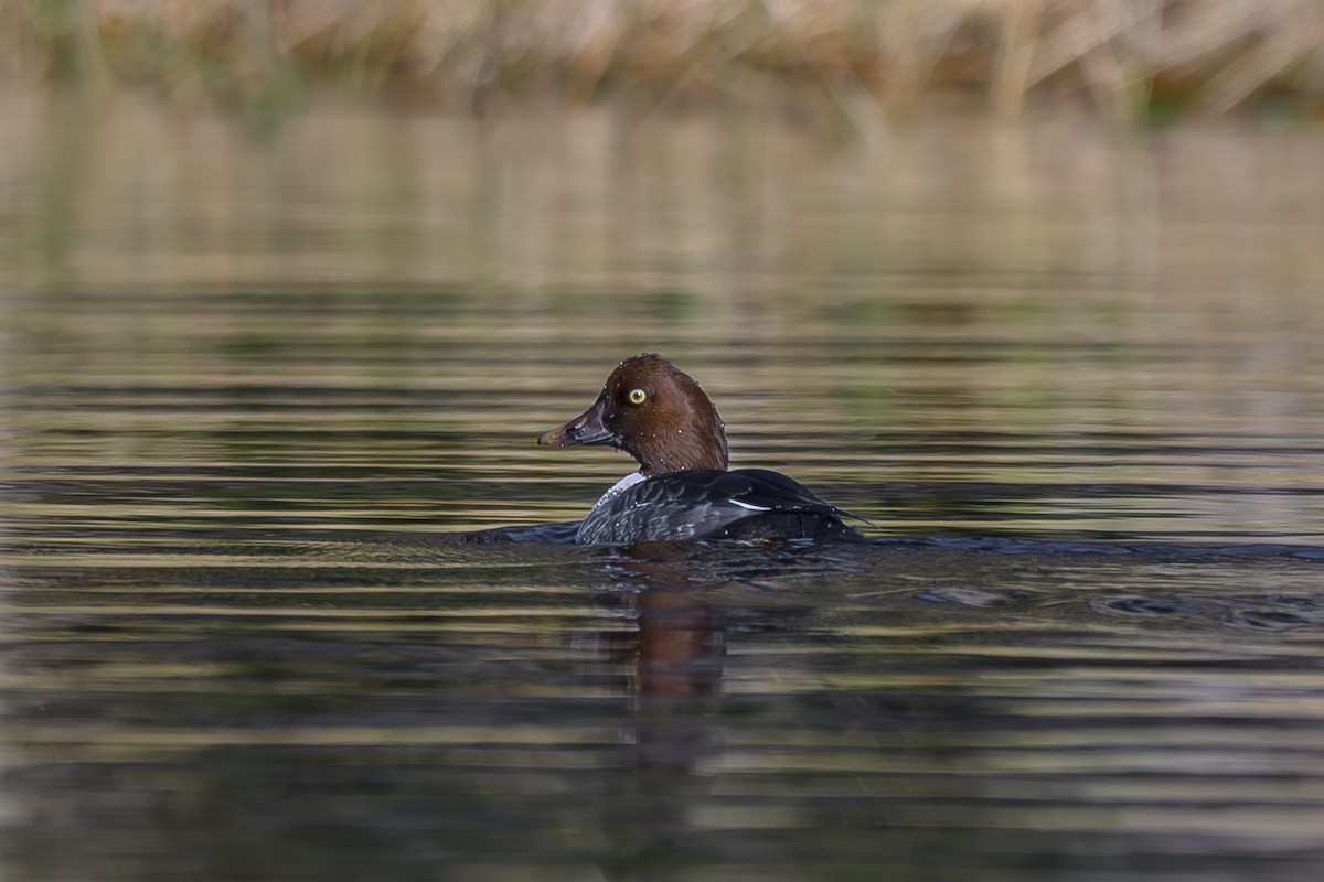 עבראש ירוק - ML646819366