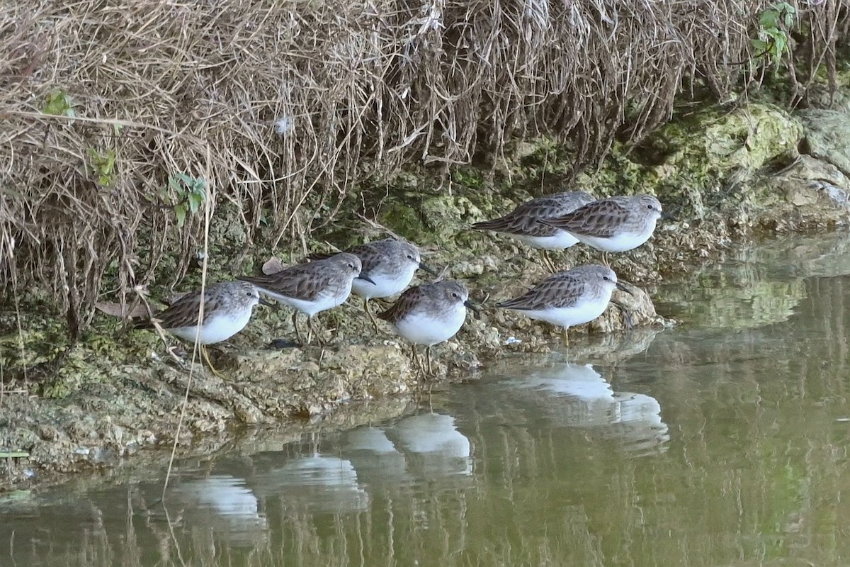 jespák drobný - ML646819367