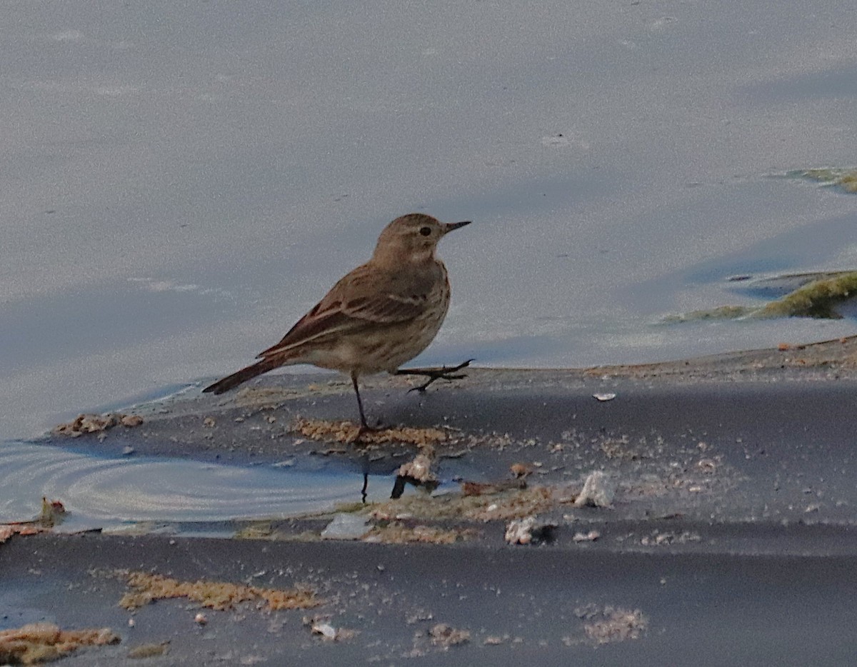 Pipit d'Amérique - ML646819372