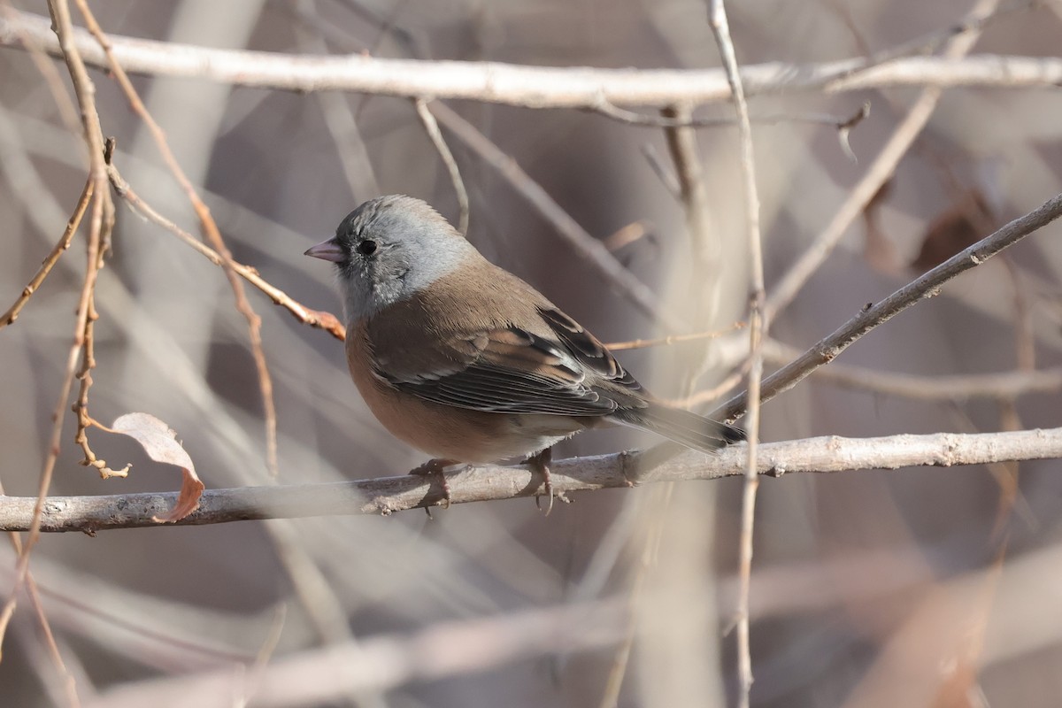 Dark-eyed Junco - ML646819373