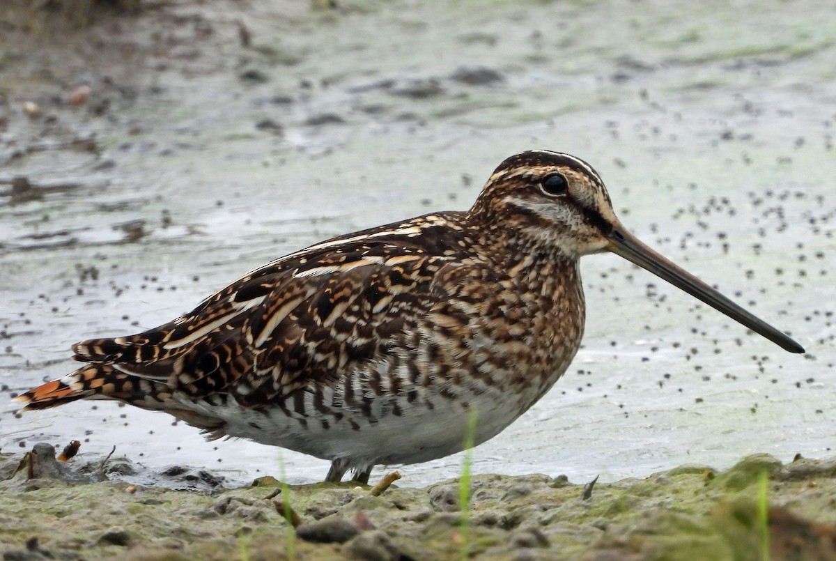 Wilsonbekassine - ML646819374