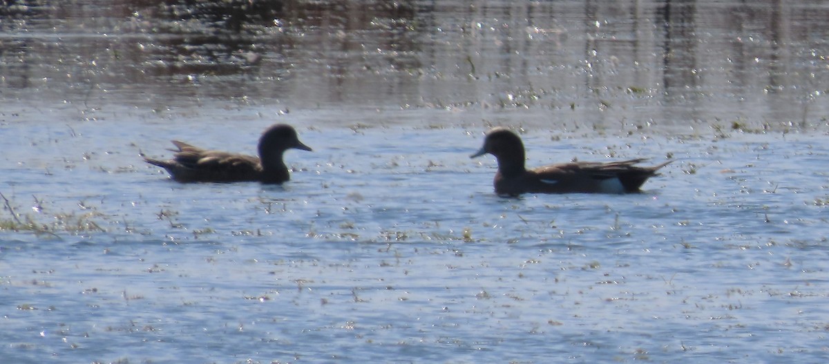 Canard d'Amérique - ML646819375