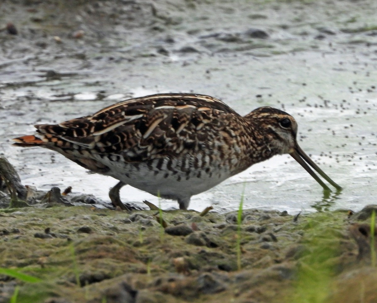 Wilsonbekassine - ML646819376