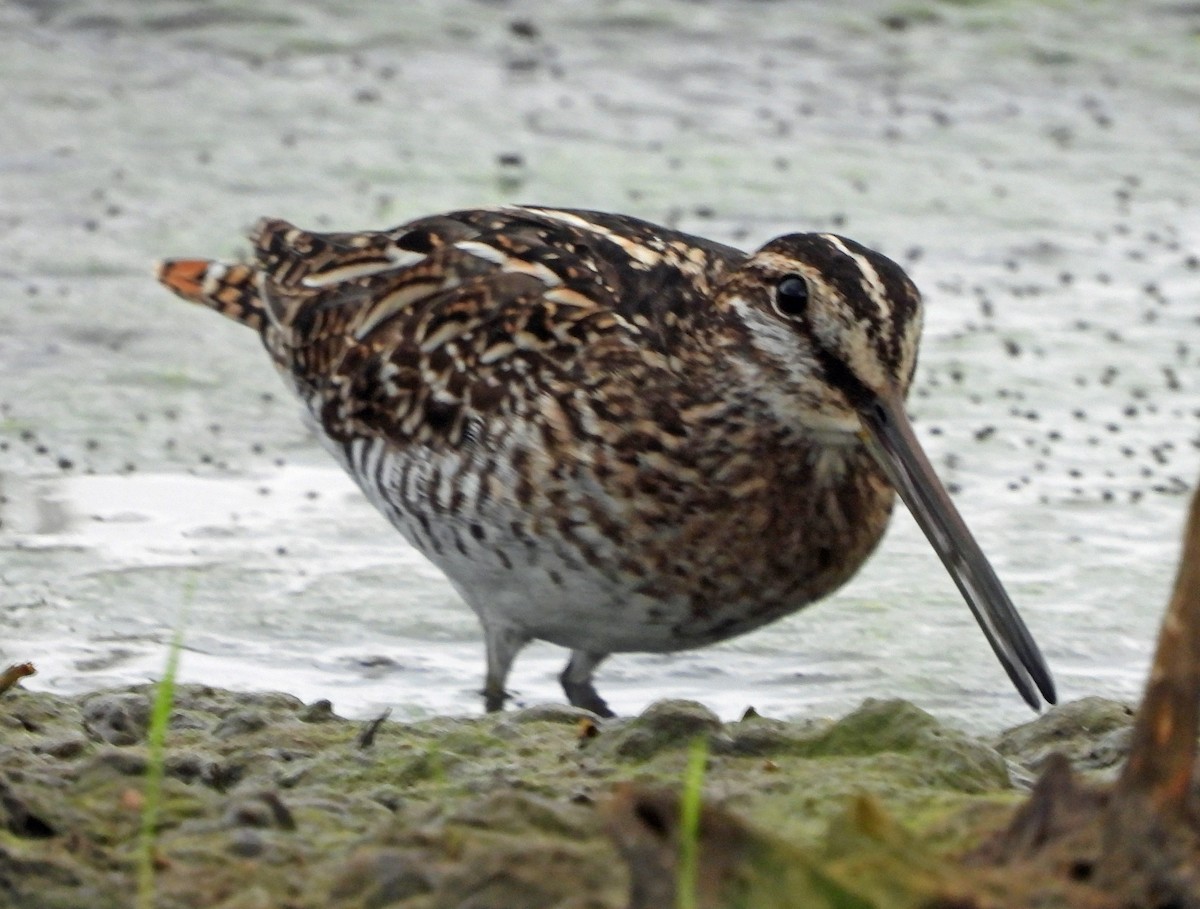 Wilsonbekassine - ML646819377