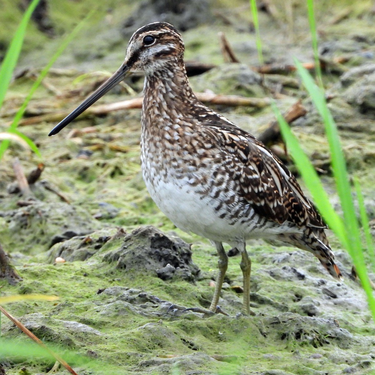 Wilsonbekassine - ML646819378