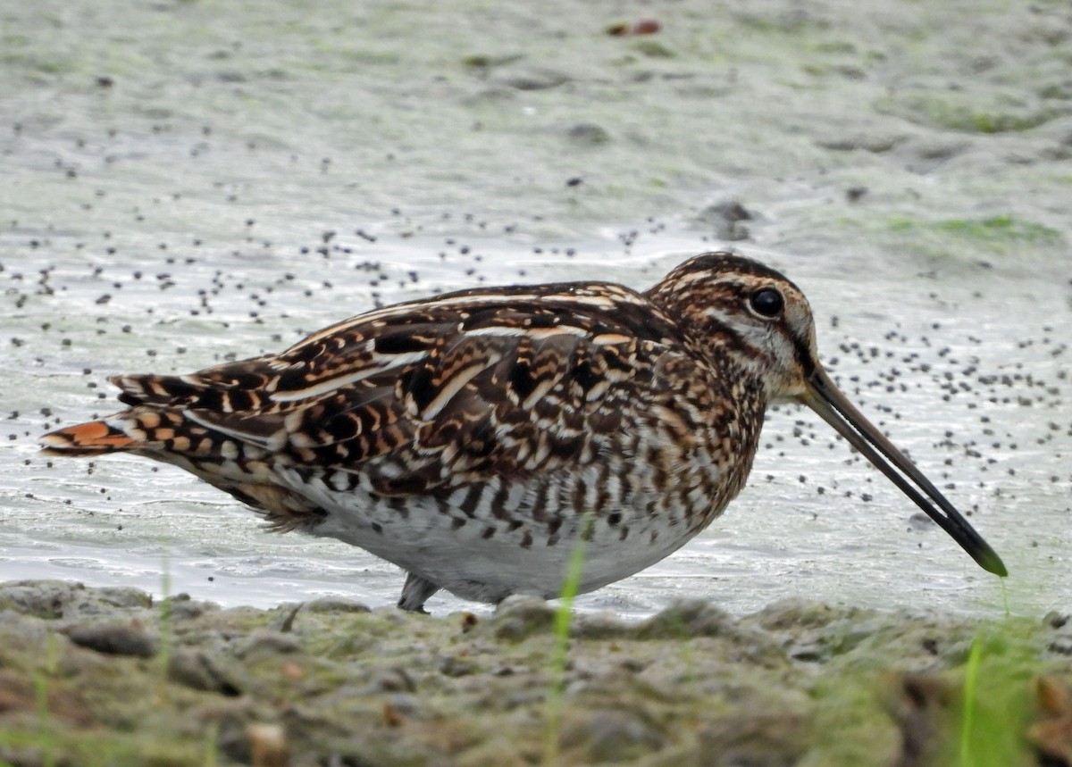 Wilsonbekassine - ML646819379