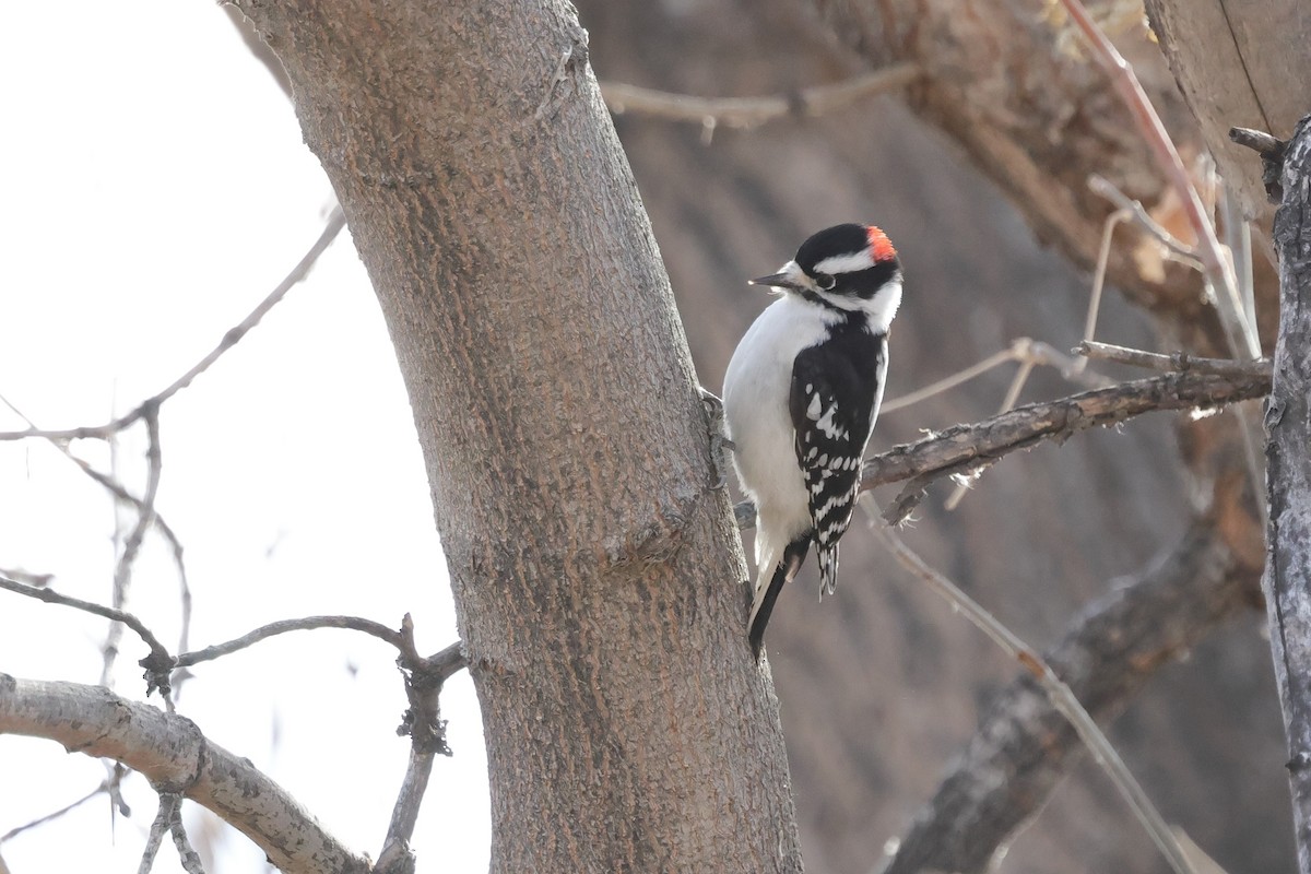Downy Woodpecker - ML646819381