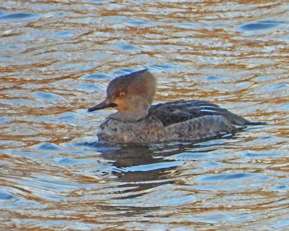 Hooded Merganser - ML646819382