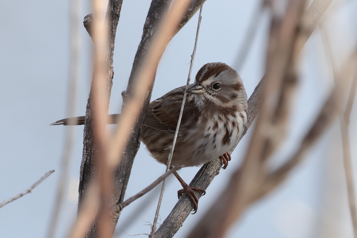 Song Sparrow - ML646819383